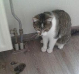 Tips voor een katwaardig bestaan
