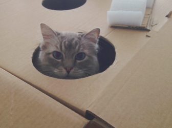 Surprises voor katten