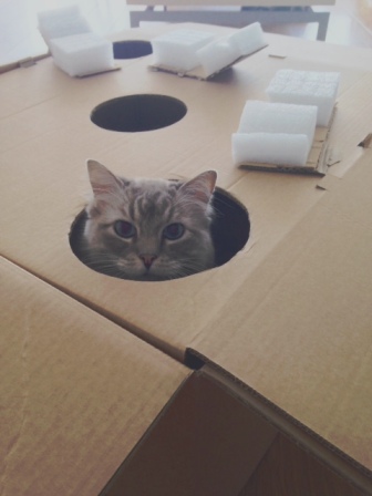 Surprises voor katten