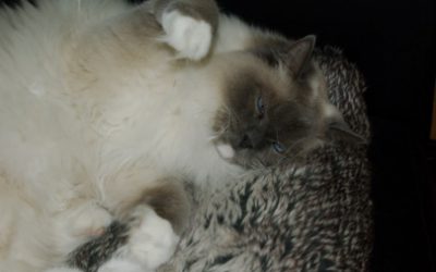 Catnip of Cattrip?