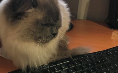 Social Media van de Kat