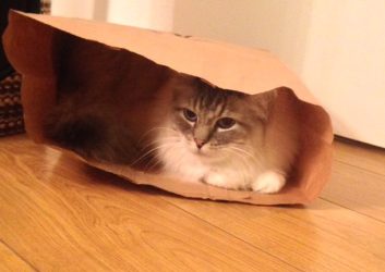 Koop geen kat in de zak