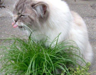 Kat en Gras