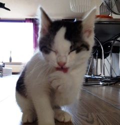 Kattenwasjes
