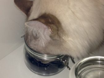 Katten die Jatten