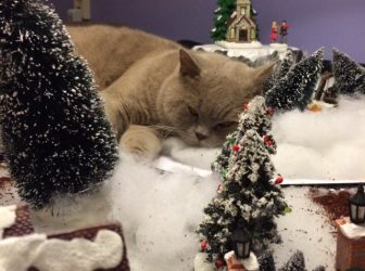 Kerstmuis