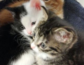 Van Kittenklas naar Kittencollege