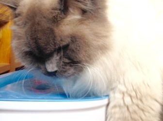 Sexy Water voor Koele Katten