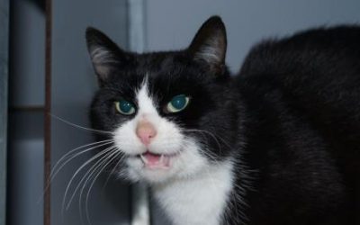 Kattencoach