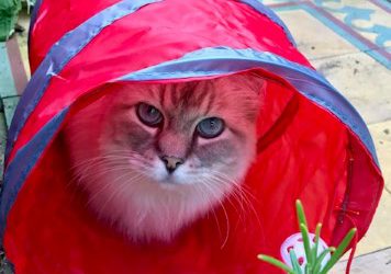 Katten Kiesrecht