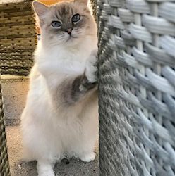 Waarom hangt mijn kat in de bank?