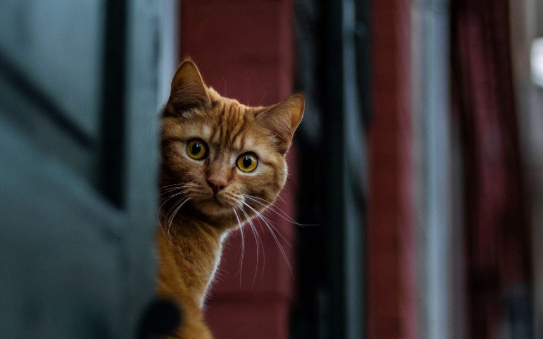 Wat spookt jouw kat uit?