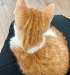 Kattenoppas is Maatwerk