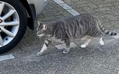 Streetwise