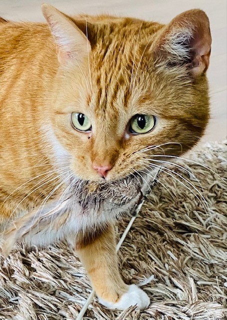garfield