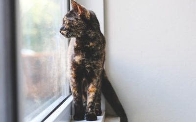 Katten hebben geen Rijdende Rechter