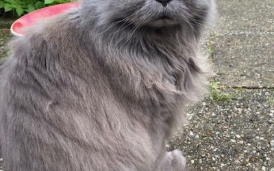 Katten en Kraaien