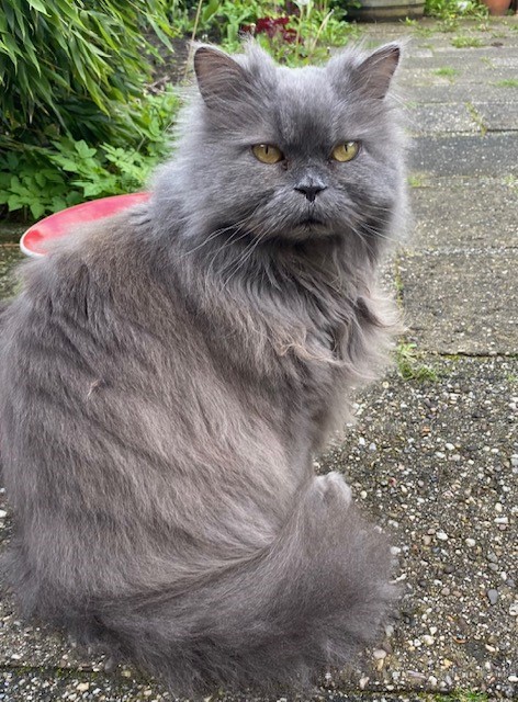 Katten en Kraaien